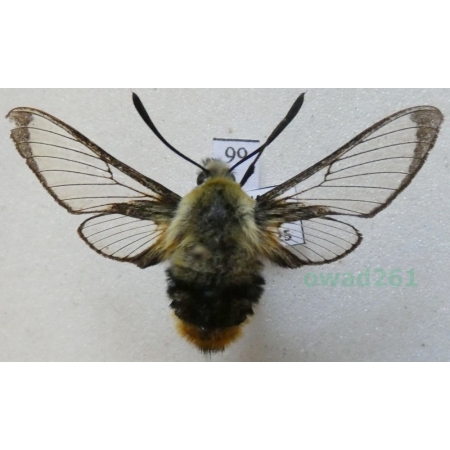Hemaris tityus (Linnaeus, 1758) Fruczak trutniowiec Czech99
